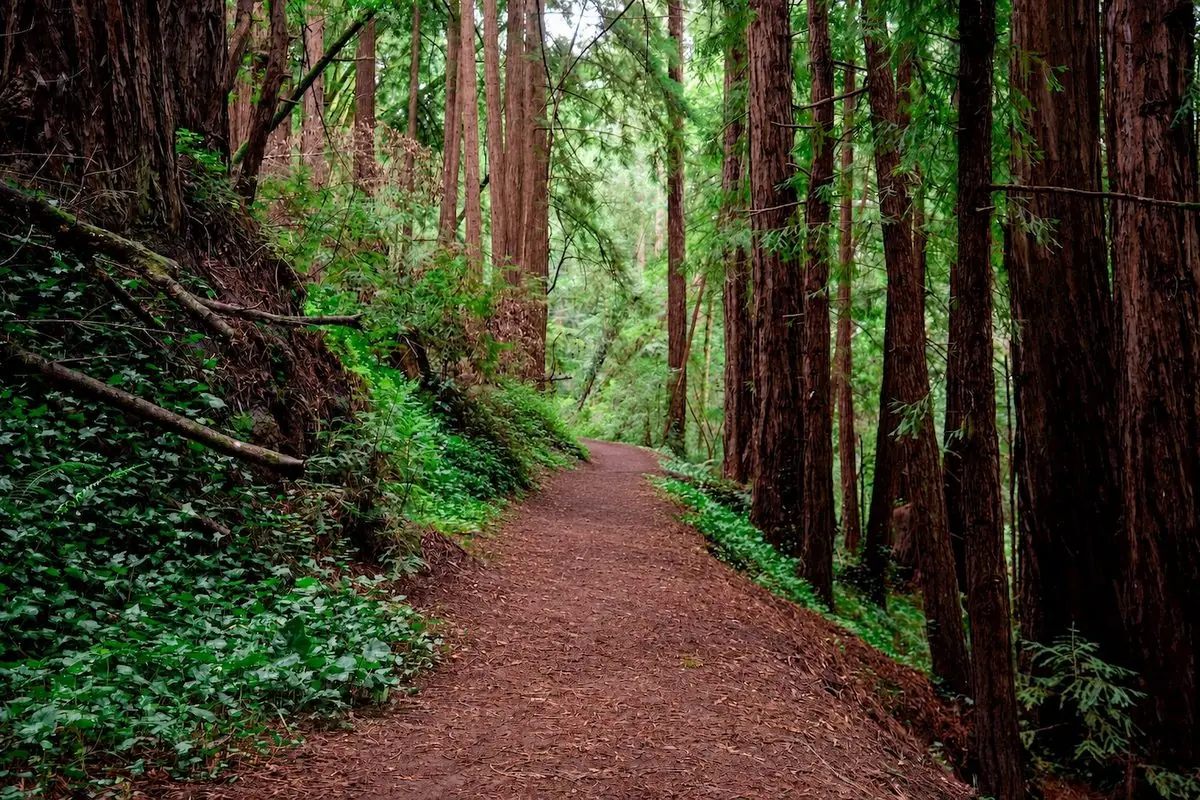 A redwood walking trail directly accessible from Chaminade Resort & Spa
